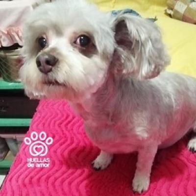 Chispita