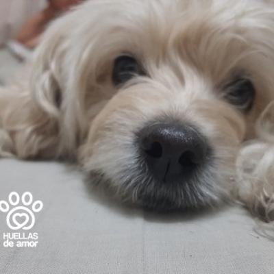 Coco 