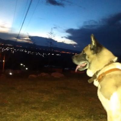 Milo Andres Copia