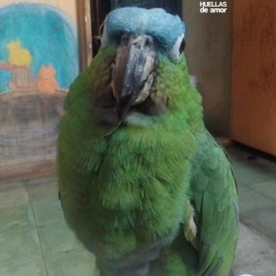 Paco