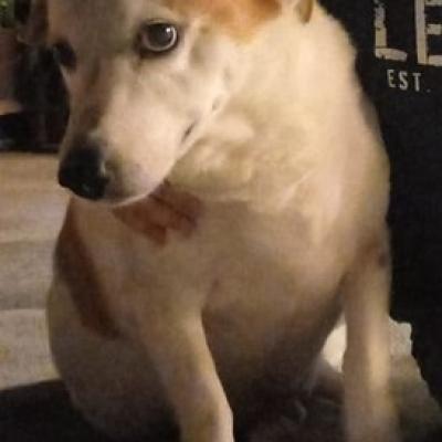 Rex
