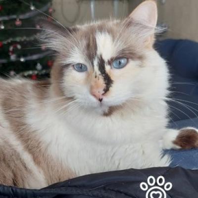 Sofia