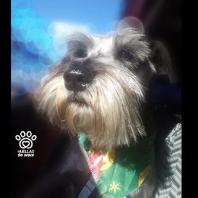 Toby1